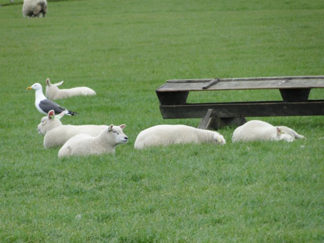 HWK Texel 125.jpg